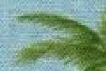 Palmtree-saxe藍
