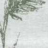 藍綠