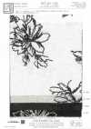 KCL524-D681 人造絲亞麻帆布刺繡